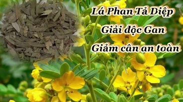 Bài thuốc hay từ cây phan tả diệp